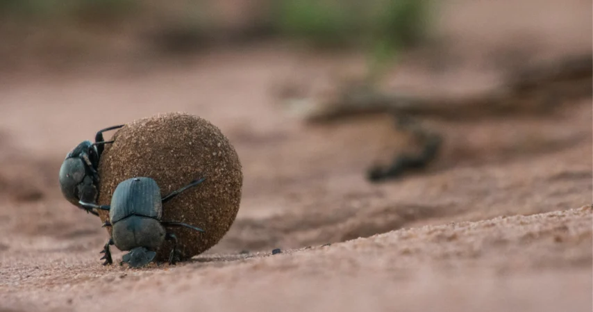 Keeleminutid. Üks õnnetooja mardikas